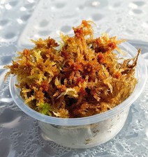 Mousse de sphaigne vivante