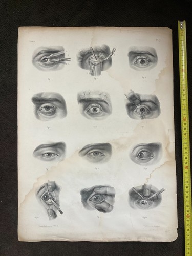 Grande planche anatomie
