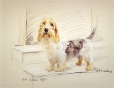 BASSET GRIFFON VENDEEN PETIT