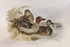 RARE CHROMO,1870S, Querquedula