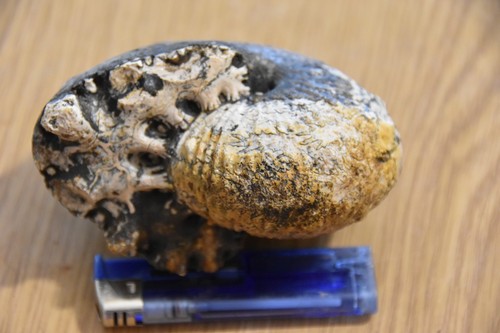 Géante ammonite griesbachites - géante,
