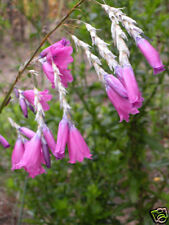 5 graines de Canne à Pêche des Anges(Dierama Pulcherrimum)G692 FAIRY WAND SEEDS