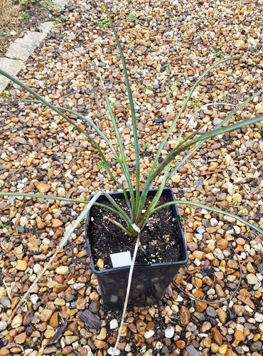 Yucca periculosa conteneur - yucca, /