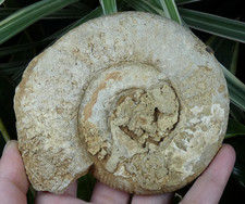 Ammonite Fossile 11x10cm