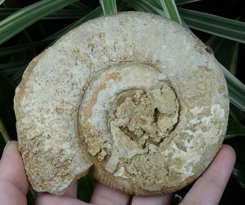 Ammonite fossile 11x10cm - ammonite,