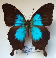 Papilio Montrouzieri male -