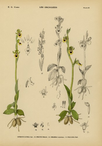 Antique print natural - antique, print-natural