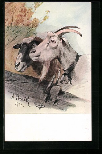 Carte postale chèvre bouc - postale,
