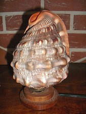 Lampe veilleuse coquillage