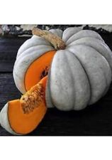 8 Graines De Citrouille Bleu + 1 Sachet Graines Basilic Pourpre Offert