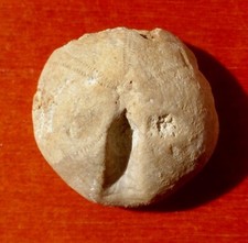 OURSIN FOSSILE JURASSIQUE DU