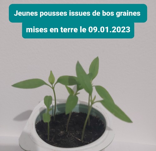 Graines piment oiseau bio - 20,