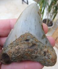 Megalodon Dent - 9.2cm (9.24