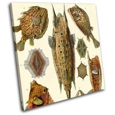 Bontanical Fish Ocean Vintage