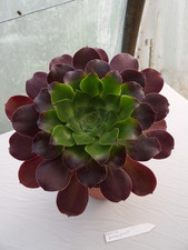 Aeonium "Pomme granate" big
