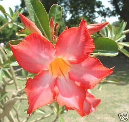 Graines adenium obesum - d'adenium,