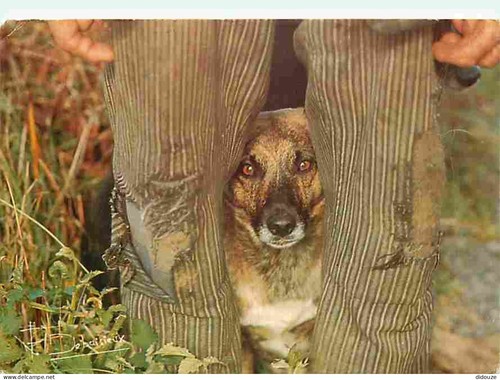 Carte postale animaux - postale,