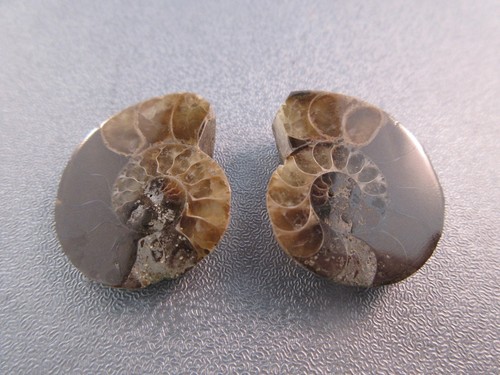 Pair madagascar ammonite - of,