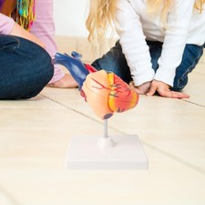 Modèle de cœur humain