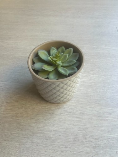 Plante intérieur pot - d'intérieur,