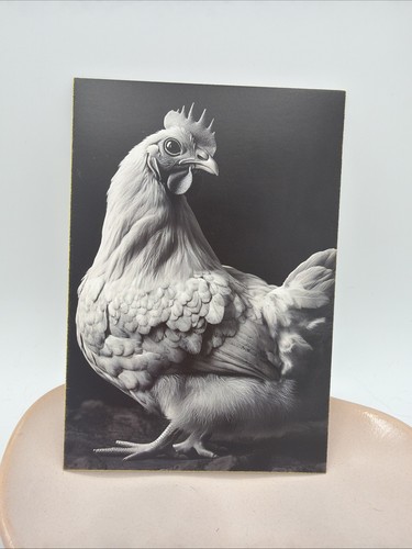 Black and white - chicken, wall