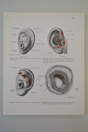 Planche anatomie humaine - d'anatomie,