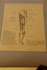 Ancienne planche anatomique dessin au crayon et encre ....curiosité sciences 