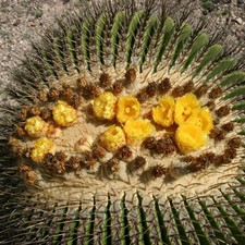 Echinocactus platyacanthus 100