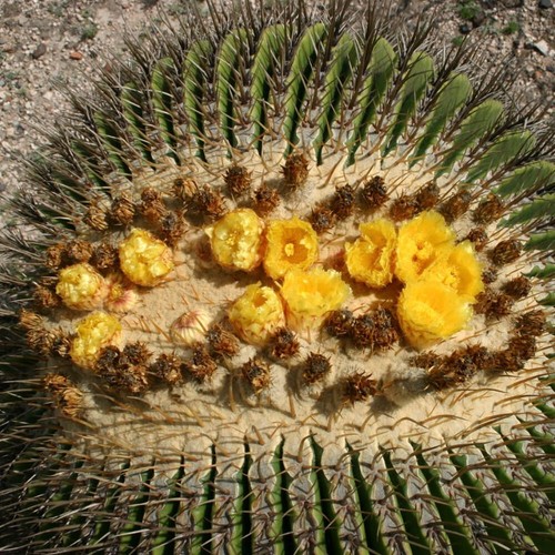 Echinocactus platyacanthus 100