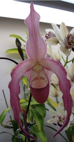 Phragmipedium les landes - phragmipedium,
