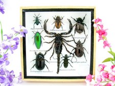 Insectes 3D - exotiques réel