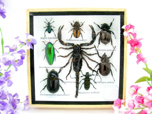 Insectes exotiques réel - insectes,