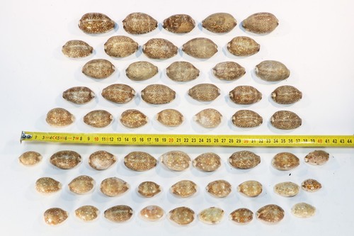 Cypraea 55 - cypraea,