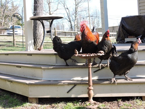 Black copper marans - copper, hatching