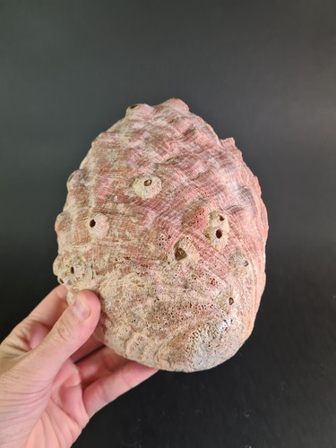 Grande coquille ormeau xxl - coquille, d’ormeau