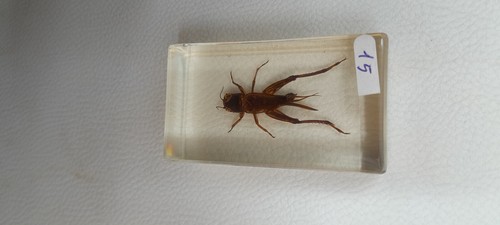 Résine inclusion insectes
