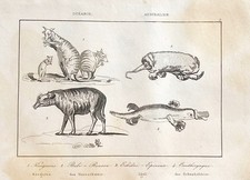 GRAVURE OCEANIE AUSTRALIEN   " KANGOUROUS BABI ROUSSA ECHIDNE ORNITHORYNQUE  "