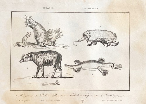 Gravure oceanie australien - australien, "