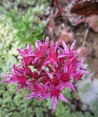 Orpin summer glory red - ♫, red'