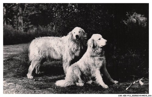 Car aekp13 0747 chiens - -,