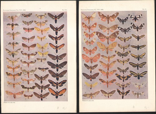 1909 deux planches originales - 1909,