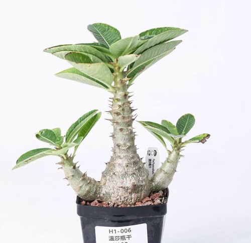 Pot 5cm rare - rare,