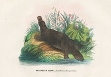 Ornithorynque Anatinus