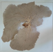 Superbe & Grande Gorgone Naturelle