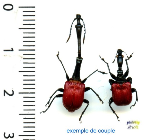 Attelabidae couple pair - attelabidae,