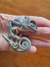 Étrange Creature Taxidermie Ancienne  Lézard 