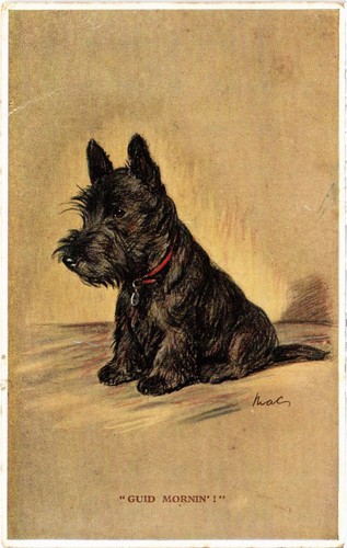 Cpa miniature schnauzer - ak,
