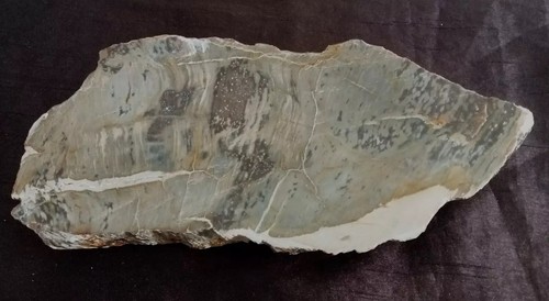 Fossile bois pétrifié - fossile-,
