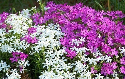 Phlox seeds mountain - seeds,,