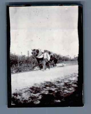 France, Bretagne, Breton et son cheval de trait  Vintage silver print.  Tirage
